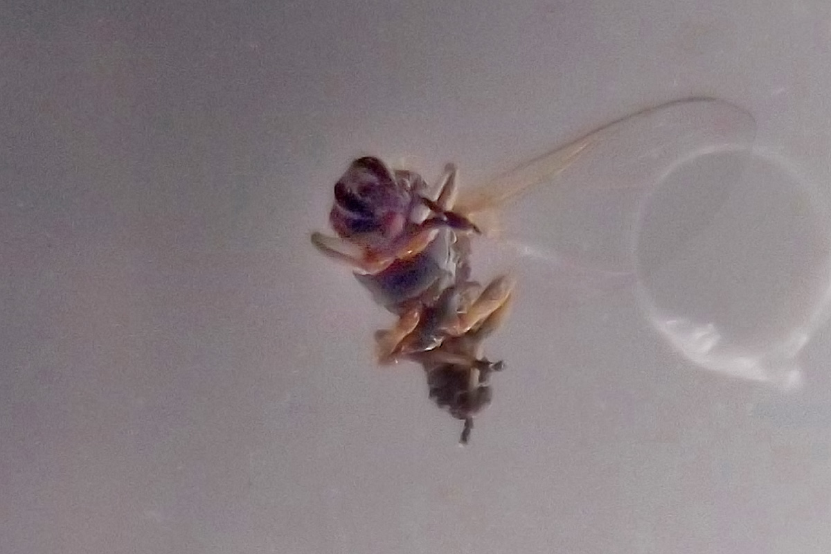 Simuliidae; Simulium sp., femmina
